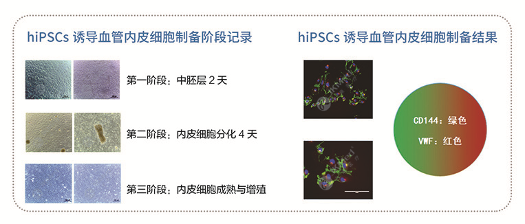 hiPSCs 誘導血管內皮細胞（iECs）-1.png